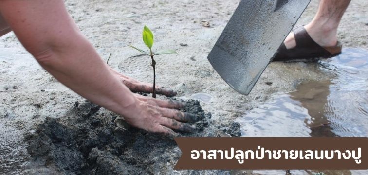 Volunteer to plant Bang Pu Mangrove Forest