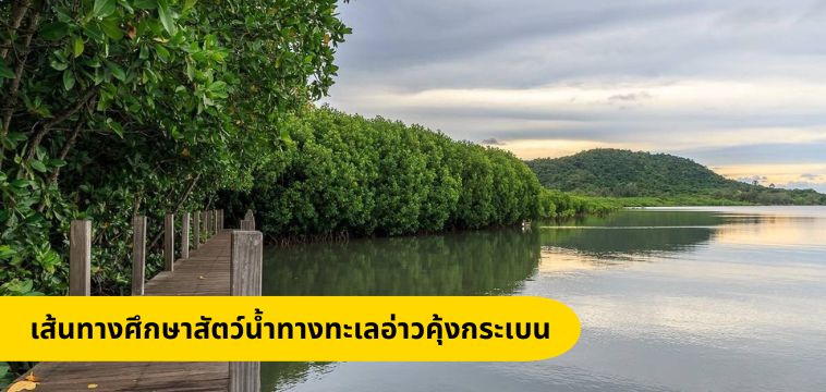 Study mangrove forests and marine life in Khung Kraben Bay.